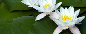 Preview wallpaper water lilies, white, three, number, leaf