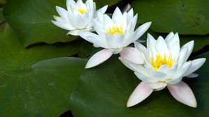 Preview wallpaper water lilies, white, three, number, leaf