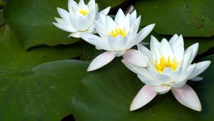 Preview wallpaper water lilies, white, three, number, leaf