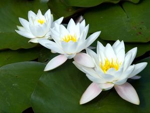 Preview wallpaper water lilies, white, three, number, leaf