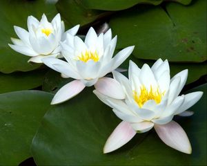 Preview wallpaper water lilies, white, three, number, leaf