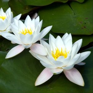 Preview wallpaper water lilies, white, three, number, leaf