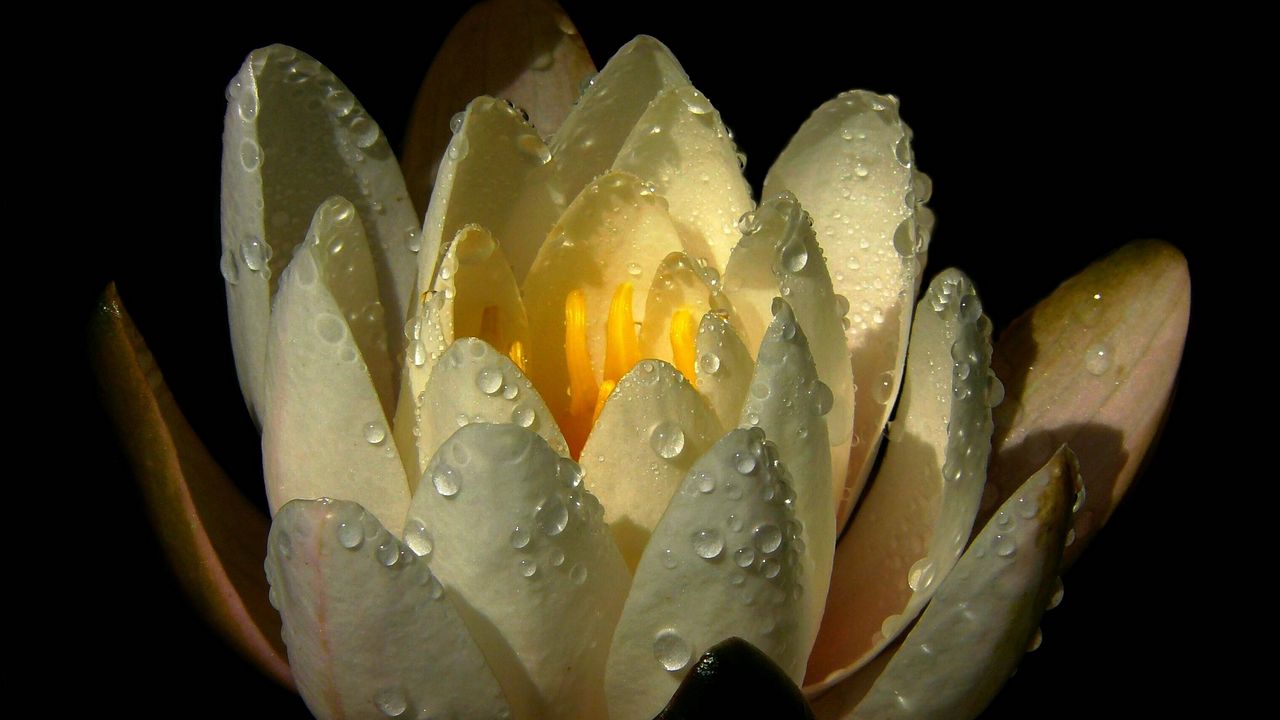 Wallpaper water lily, drops, petals