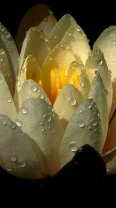 Preview wallpaper water lily, drops, petals