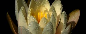 Preview wallpaper water lily, drops, petals
