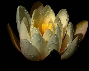 Preview wallpaper water lily, drops, petals