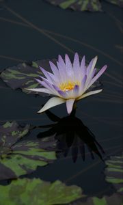 Preview wallpaper water lily, flower, bloom, pond