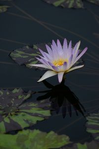 Preview wallpaper water lily, flower, bloom, pond