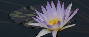 Preview wallpaper water lily, flower, bloom, pond