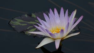 Preview wallpaper water lily, flower, bloom, pond