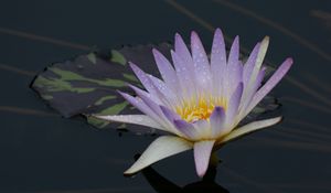 Preview wallpaper water lily, flower, bloom, pond