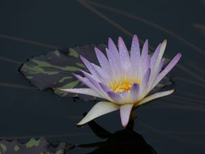 Preview wallpaper water lily, flower, bloom, pond