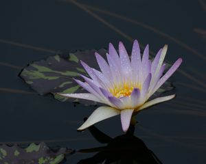 Preview wallpaper water lily, flower, bloom, pond