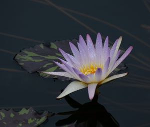 Preview wallpaper water lily, flower, bloom, pond