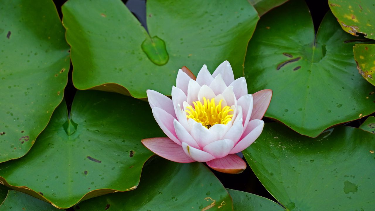 Wallpaper water lily, flower, leaves, petals, bloom