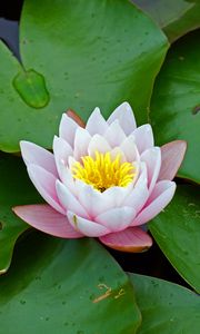 Preview wallpaper water lily, flower, leaves, petals, bloom