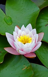 Preview wallpaper water lily, flower, leaves, petals, bloom