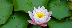 Preview wallpaper water lily, flower, leaves, petals, bloom