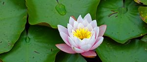 Preview wallpaper water lily, flower, leaves, petals, bloom