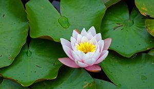 Preview wallpaper water lily, flower, leaves, petals, bloom