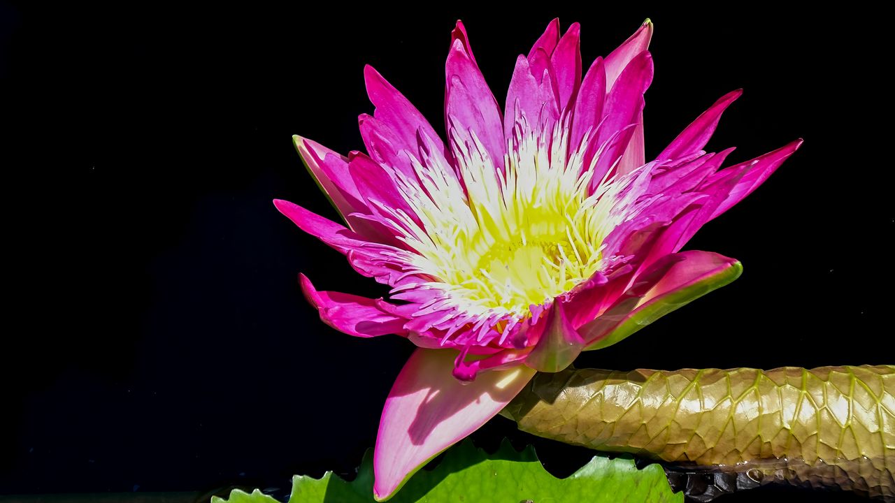 Wallpaper water lily, flower, petals, pink, leaves