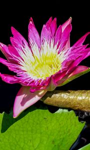 Preview wallpaper water lily, flower, petals, pink, leaves