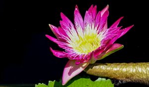 Preview wallpaper water lily, flower, petals, pink, leaves
