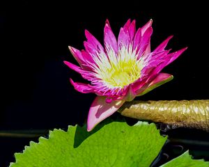 Preview wallpaper water lily, flower, petals, pink, leaves