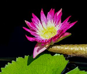 Preview wallpaper water lily, flower, petals, pink, leaves
