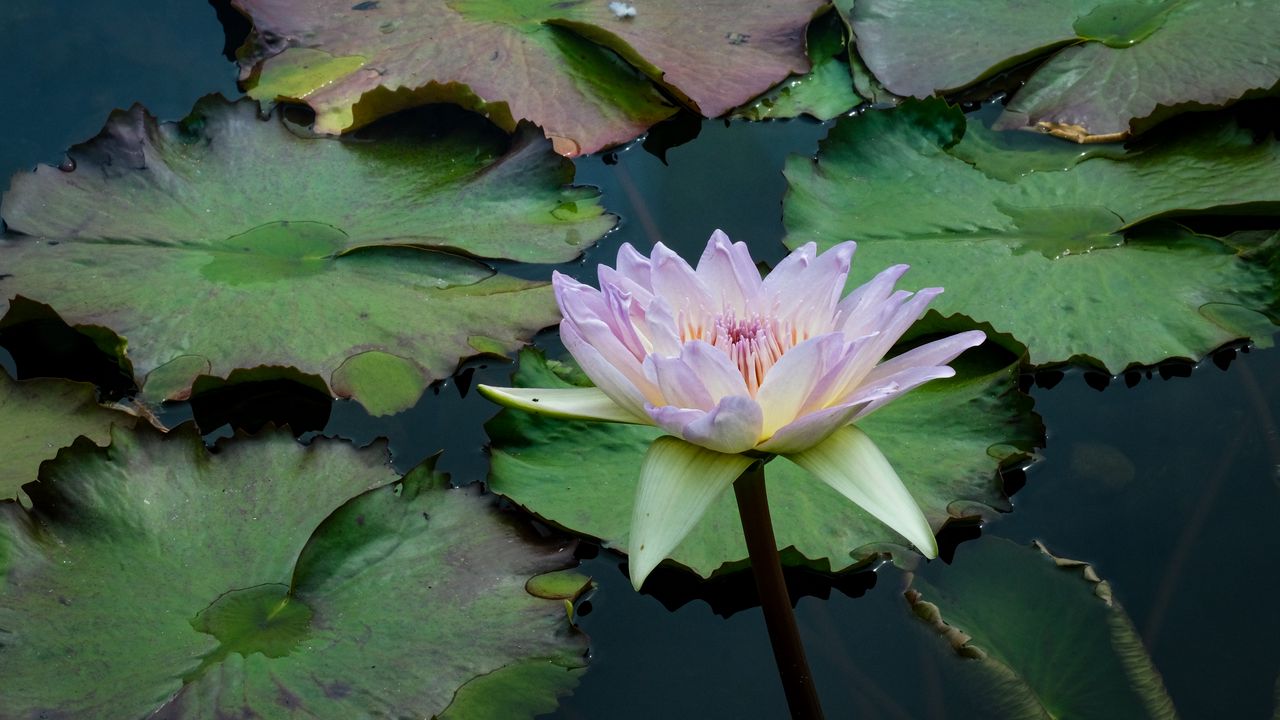 Wallpaper water lily, flower, petals, leaves, pond, water