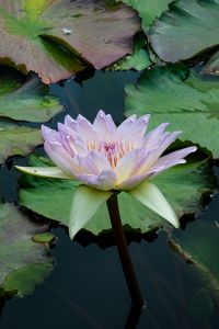 Preview wallpaper water lily, flower, petals, leaves, pond, water