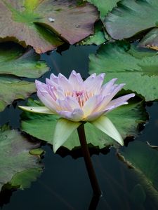 Preview wallpaper water lily, flower, petals, leaves, pond, water