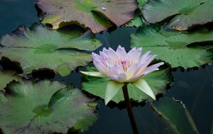 Preview wallpaper water lily, flower, petals, leaves, pond, water
