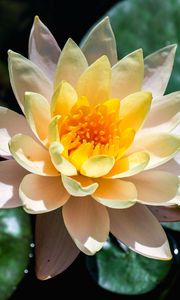 Preview wallpaper water lily, flower, petals, macro, white