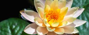 Preview wallpaper water lily, flower, petals, macro, white