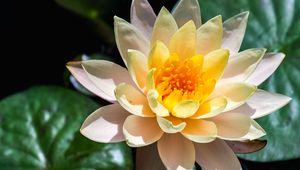 Preview wallpaper water lily, flower, petals, macro, white