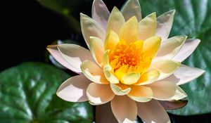 Preview wallpaper water lily, flower, petals, macro, white