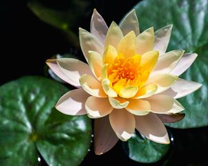 Preview wallpaper water lily, flower, petals, macro, white