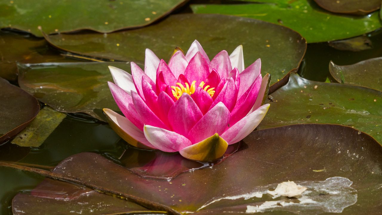 Wallpaper water lily, flower, petals, pink, leaves, water