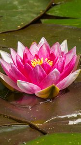 Preview wallpaper water lily, flower, petals, pink, leaves, water