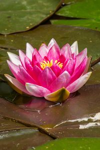 Preview wallpaper water lily, flower, petals, pink, leaves, water