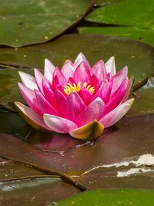 Preview wallpaper water lily, flower, petals, pink, leaves, water