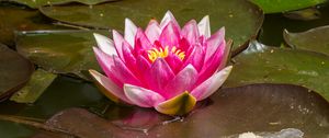 Preview wallpaper water lily, flower, petals, pink, leaves, water