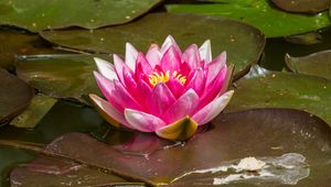 Preview wallpaper water lily, flower, petals, pink, leaves, water