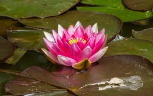 Preview wallpaper water lily, flower, petals, pink, leaves, water