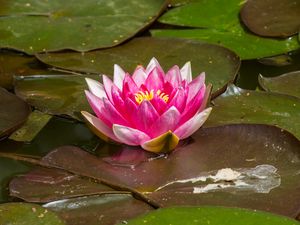 Preview wallpaper water lily, flower, petals, pink, leaves, water