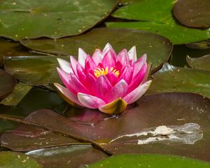 Preview wallpaper water lily, flower, petals, pink, leaves, water