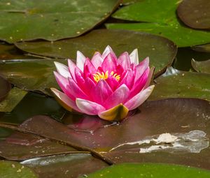 Preview wallpaper water lily, flower, petals, pink, leaves, water