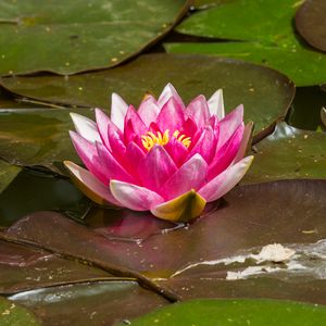 Preview wallpaper water lily, flower, petals, pink, leaves, water