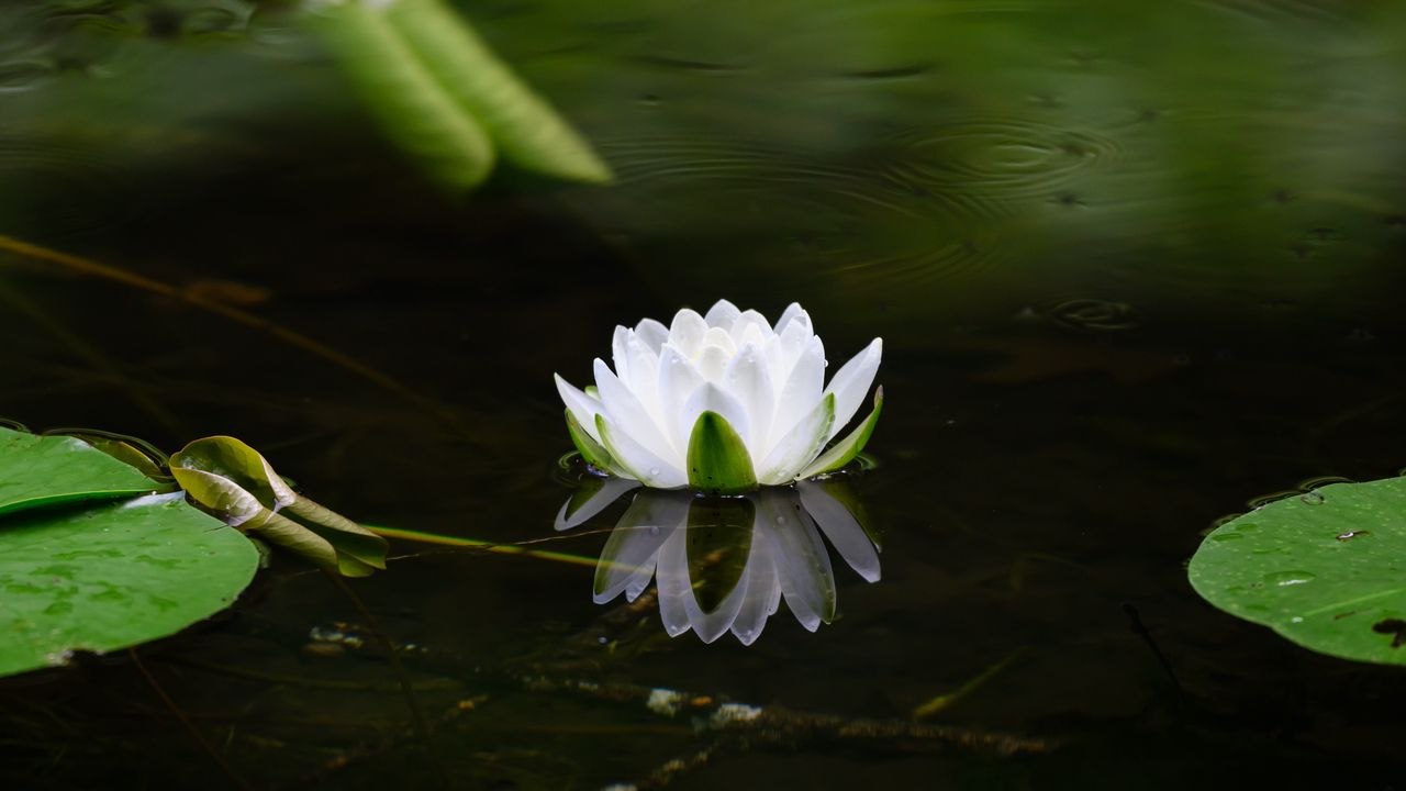 Wallpaper water lily, flower, petals, white, leaves, pond